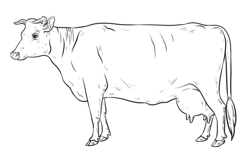 Cow